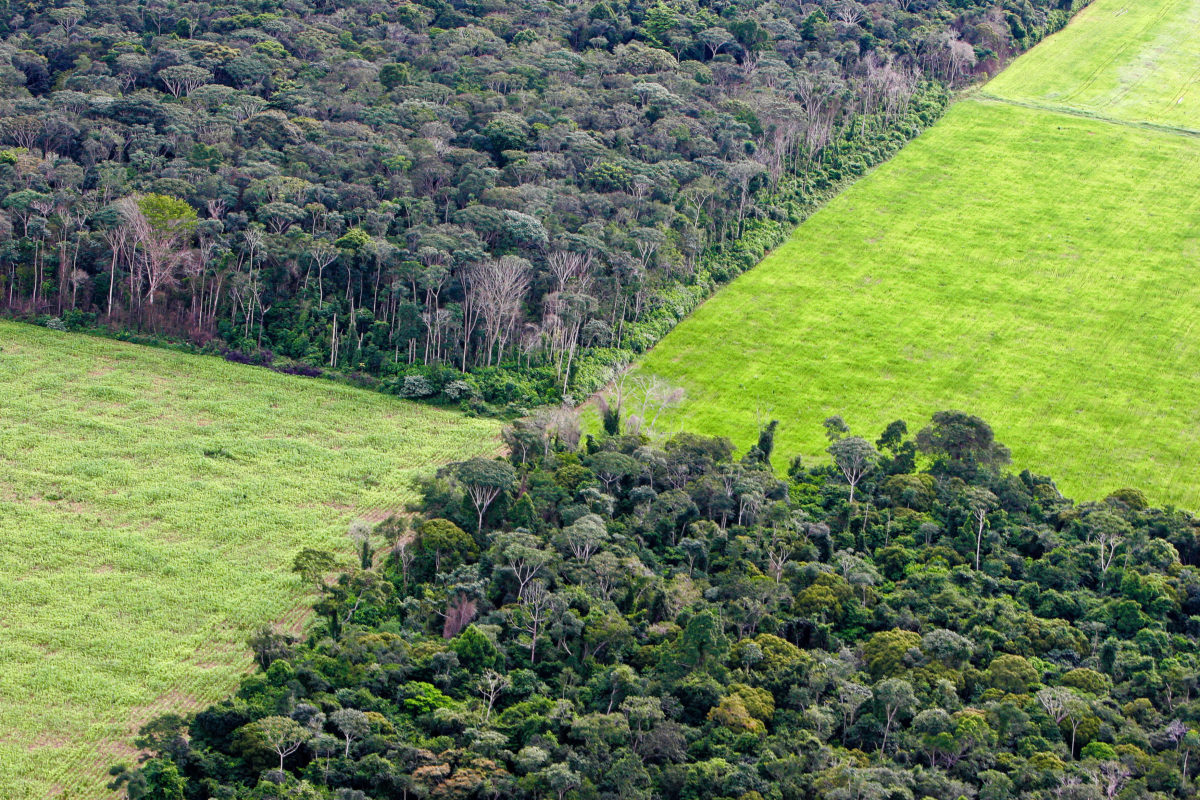 Soy plantation in Amazon rain forest, near Santarem, Para State, Brazil