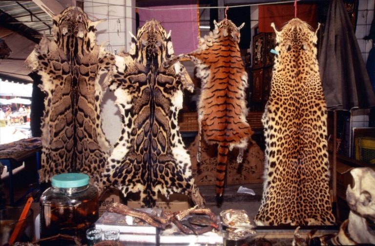 Tiger skins WildAid