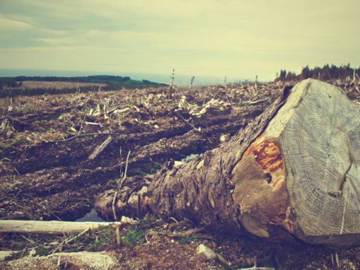 Threat to biodiversity demands global action