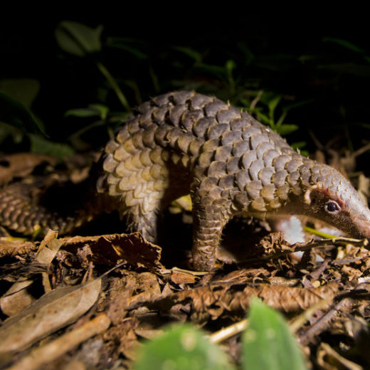 Jackie Chan Fights for Pangolins - WildAid