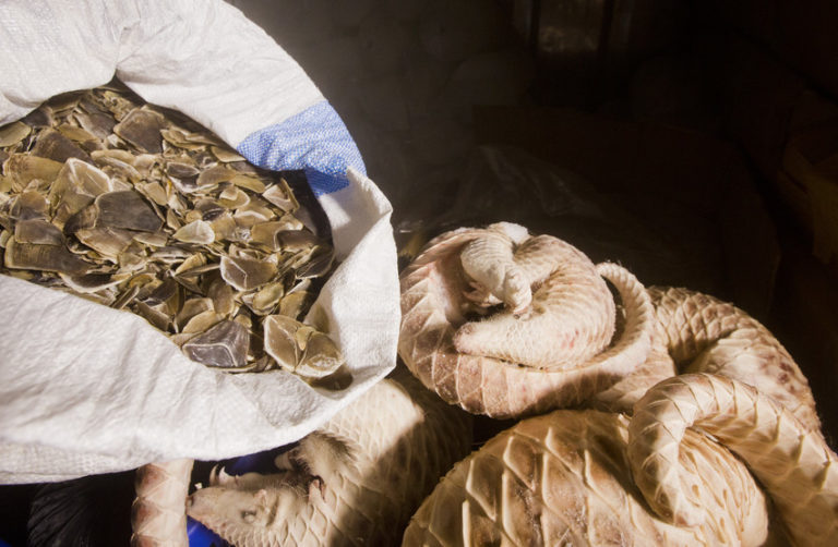 pangolin scales - WildAid