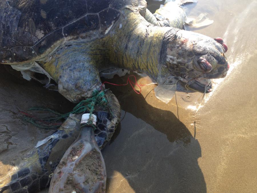 Plastic underwater pollution problem. Sea Turtle eating discarded