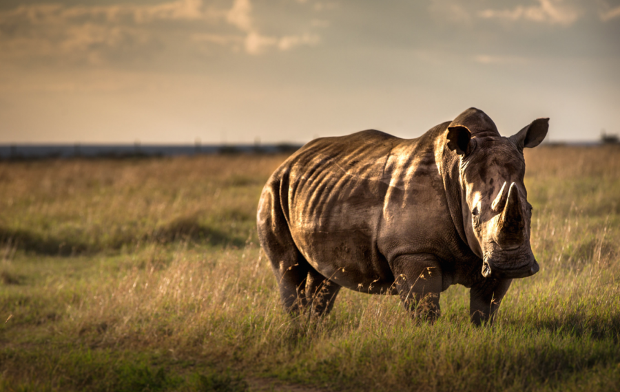 rhino horn poaching