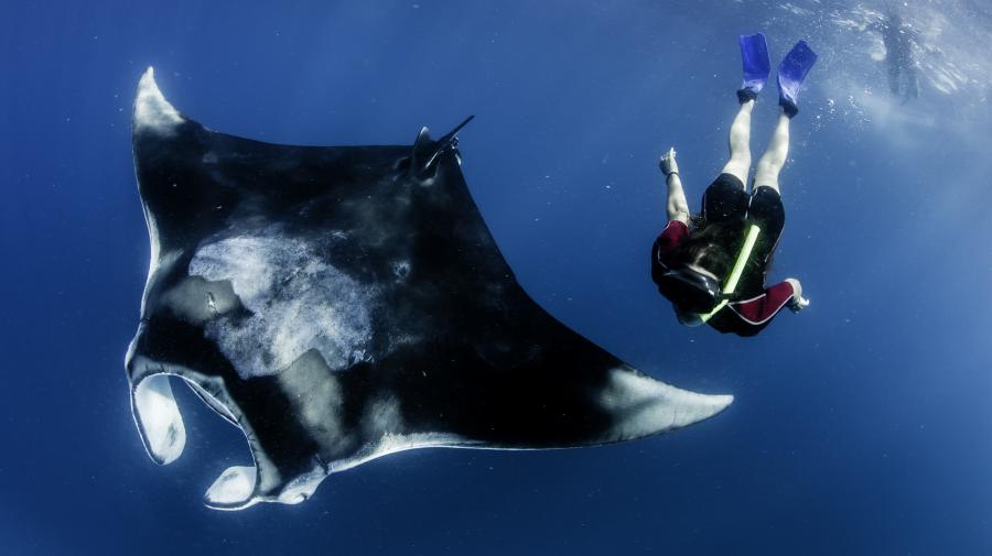 Manta grid' provides a ray of hope against industrial bycatch threat