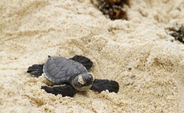 Turtle hatchling-Galapagos Islands