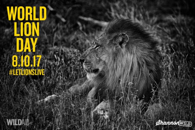 On World Lion Day 2017, Africa's Lions Face Crisis - WildAid