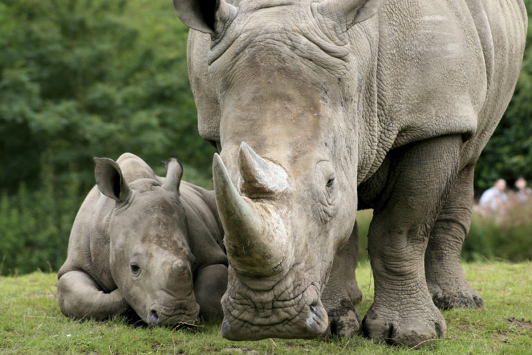 Stars Urge Vietnamese to “Stop Using Rhino Horn” - WildAid