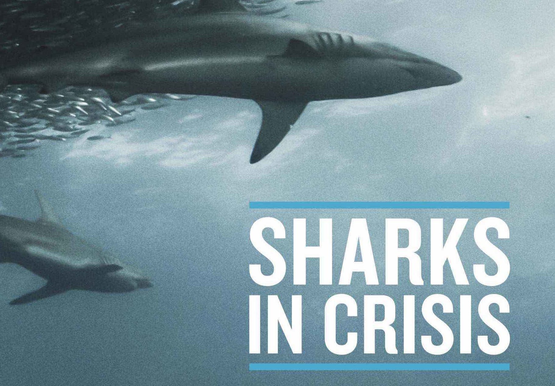The Case for Shark Fin Trade Bans - Mission Blue