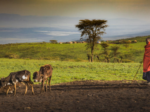 Maasai Herders Are Finding Ways to Live Alongside Lions