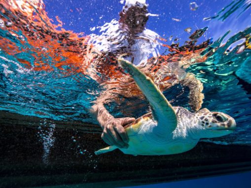 New WildAid Campaign to End Sea Turtle Trade in China