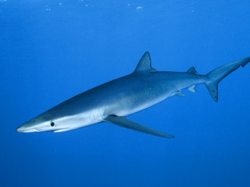 Secret Shark Fin Menus in Hong Kong- A Broken Corporate Commitment
