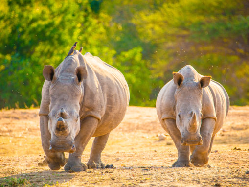 Rhino poaching in South Africa: Let stance on poaching signal a return to law and order