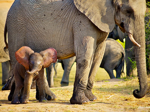 Taiwan Announces Domestic Ivory Ban Starting in 2020