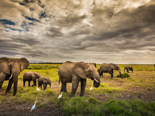 WildAid Response to Botswana Mass Poaching Incident