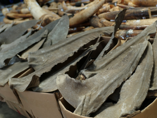Appetite for Shark Fin Drives Threatened Shark Population Decline, New Report