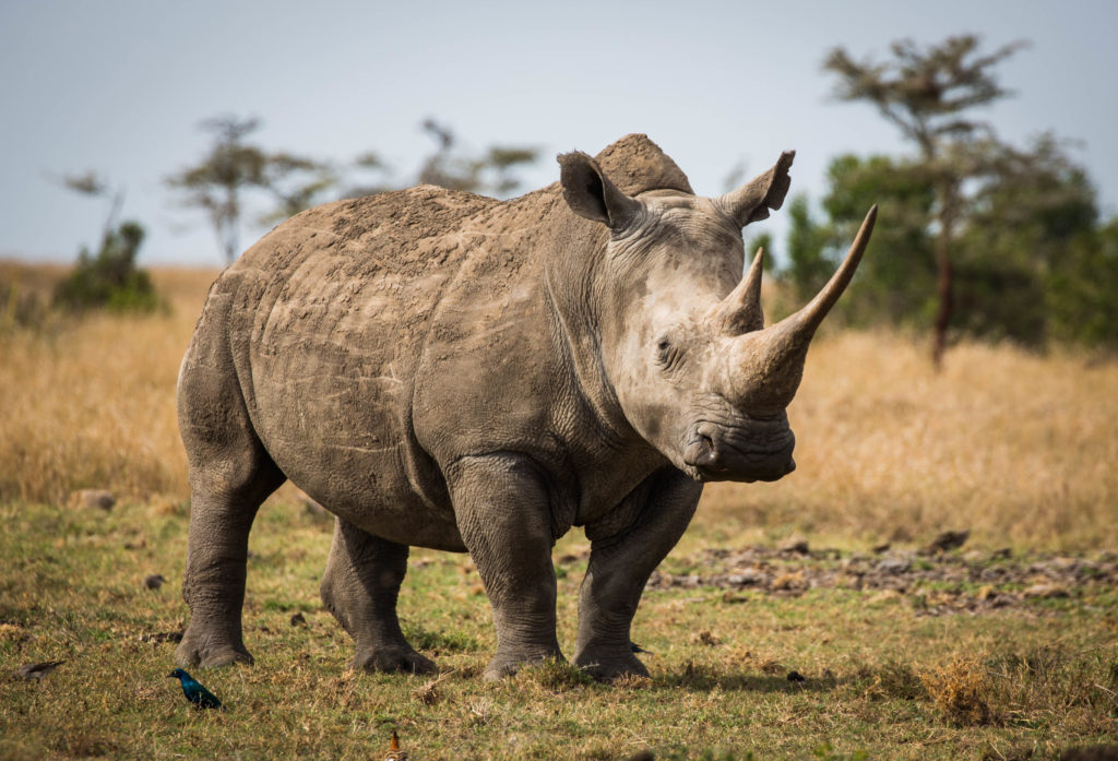 China Announces Limited Sale of Rhino Horn and Tiger Bone for ...