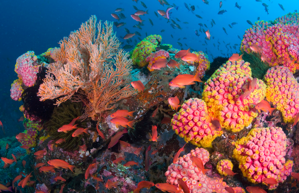 It’s no secret that coral reefs around the world have been experiencing mor...