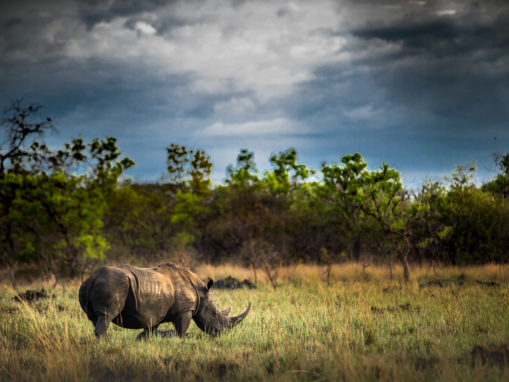 China Upholds 1993 Ban on Rhino Horn, Tiger Bone Trade