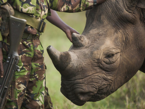 WildAid Urges China Guardian Auctions and Poly Auction to End Sale of Rhino Horn Artifacts