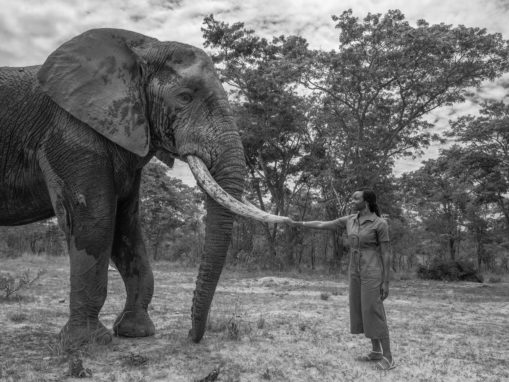 Black Panther’s Danai Gurira Launches Anti-Poaching Campaign