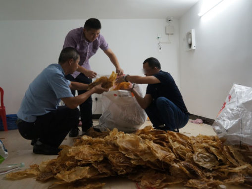 China Customs Busts Major Totoaba Smuggling Ring