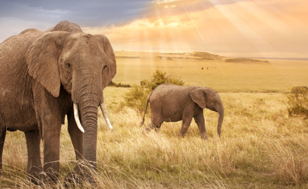 African elephants in sunset light