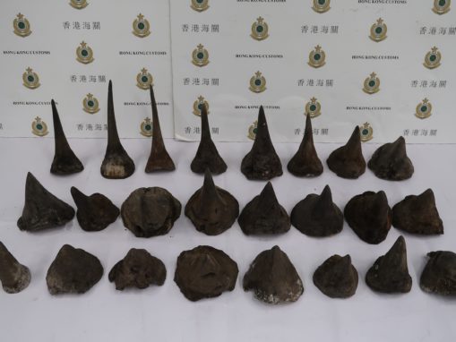 Too Early to Celebrate Decline in South Africa Rhino Poaching