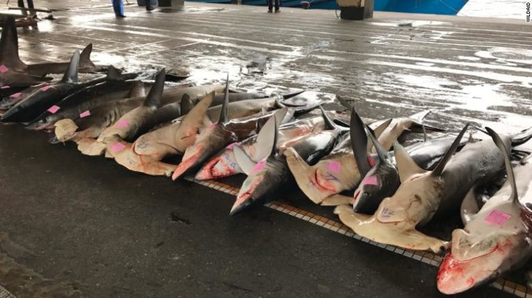 Young Chinese shun shark fin, but threats remain - WildAid