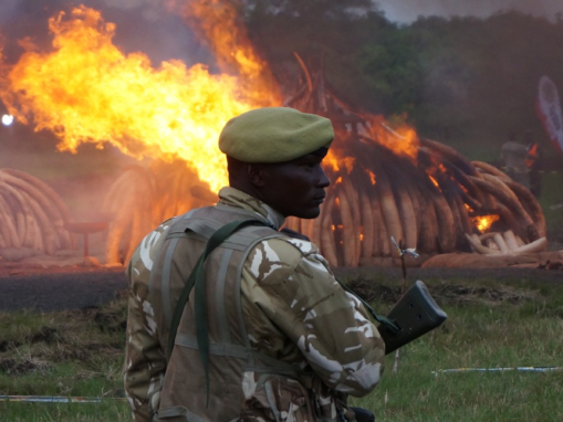 Do we need a wildlife crime convention?