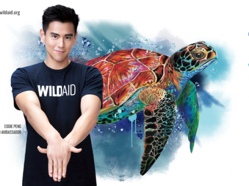 Sea Turtles’ Beauty Only Belongs in Ocean