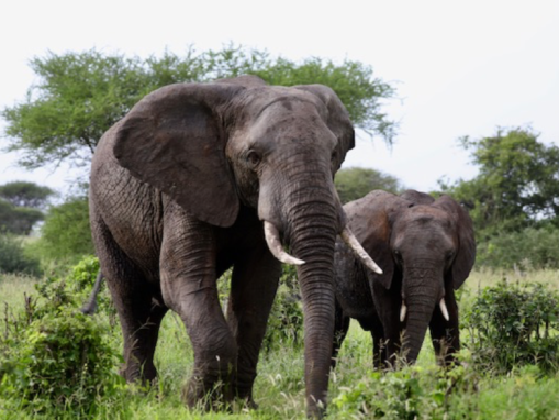 Japan Announces Tighter Controls on Domestic Ivory Market