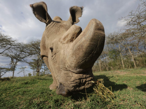 Hong Kong Legislator Urges Tougher Measures to Investigate Wildlife Crime