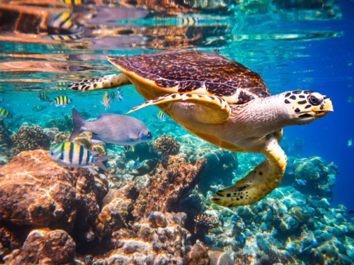 Reduce Consumer Demand to Prevent Extinction