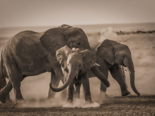 Elephant Poaching Down Following Country Ivory Bans