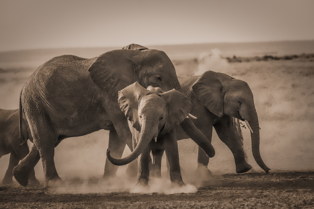 elephant poaching