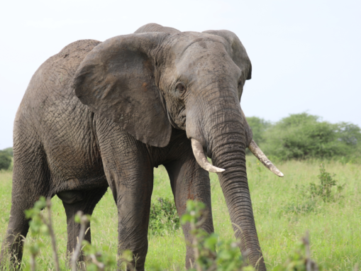 China Spearheads Campaign to End Illegal Wildlife Trade