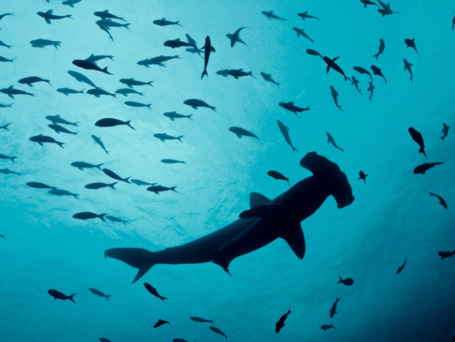 Canada’s New Fisheries Act: A Major Victory for Healthy Oceans