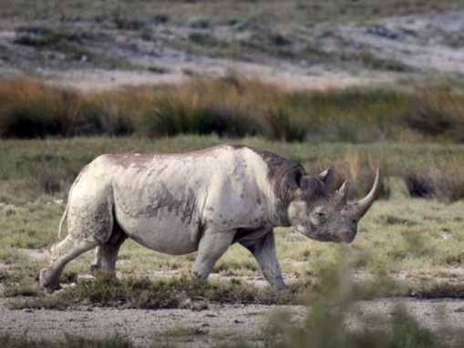 From tusks to tails, nations eye trade in endangered species