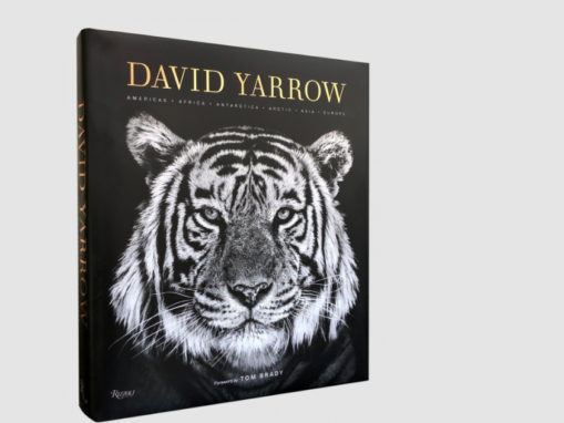 David Yarrow and WildAid Team Up To Protect Endangered Species