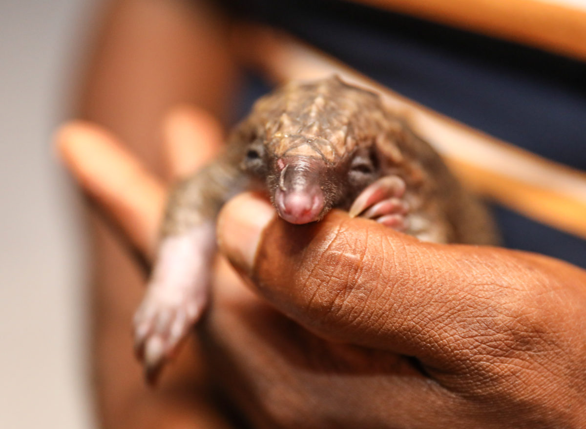 Pangolins Inch Closer to Extinction - WildAid