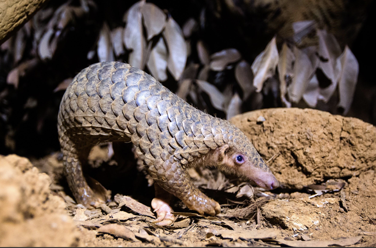 Is This a Watershed Moment for Pangolins? - WildAid