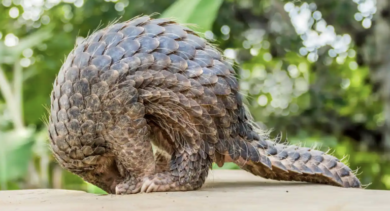 China raises protection for pangolins by removing scales from medicine ...