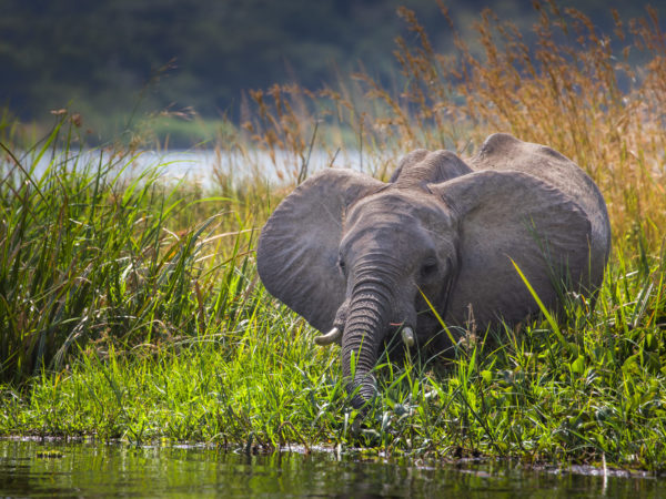 African elephant in the River Nile in Uganda ©Andrew Wegst