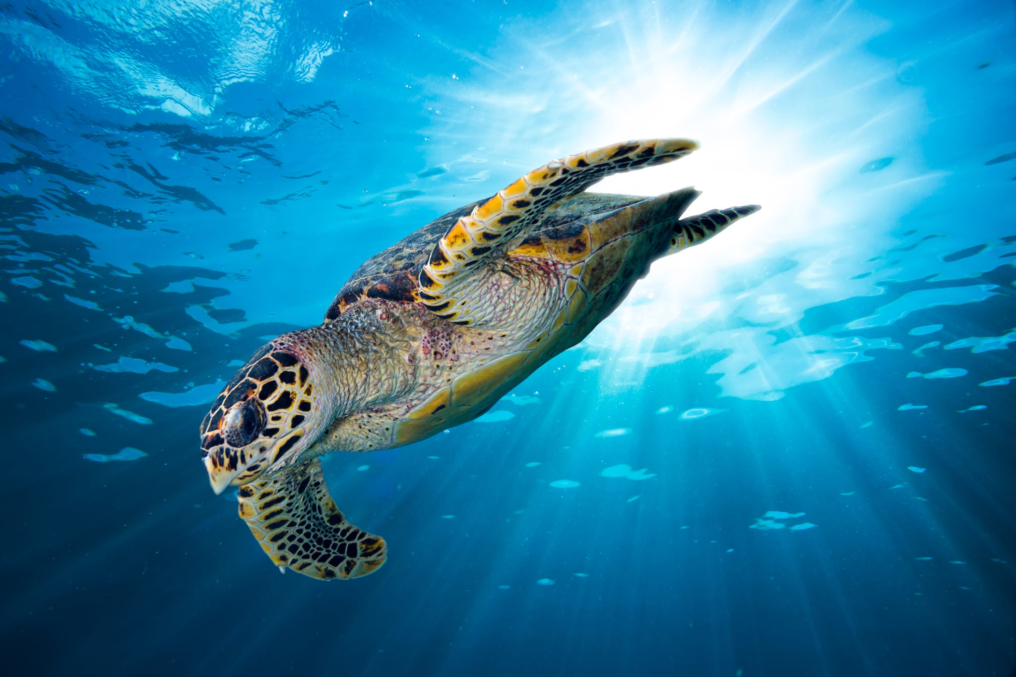 hawksbill sea turtle dive down into the deep blue ocean - WildAid