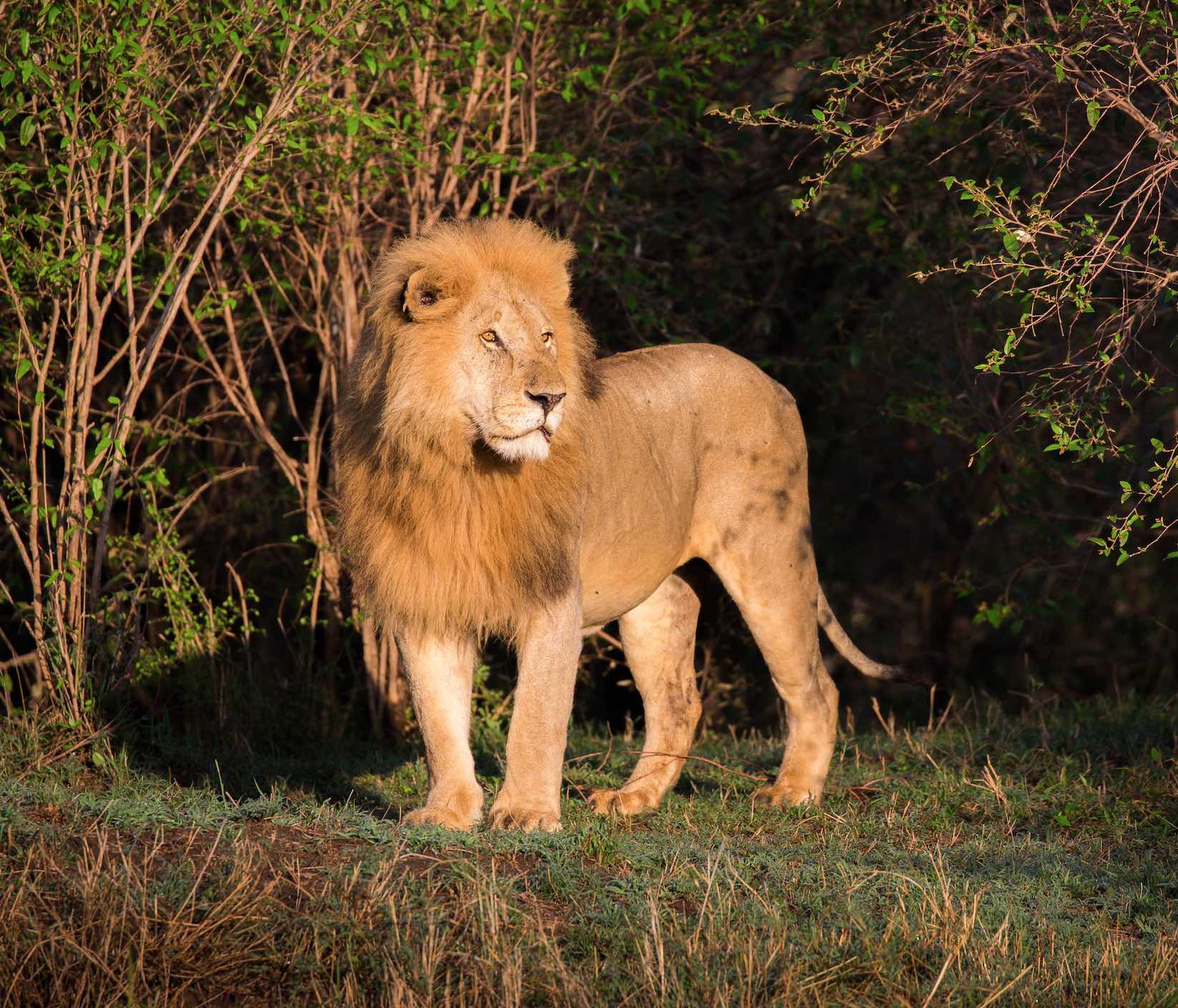 South Africa Announces End To 'Lion Farming' - WildAid