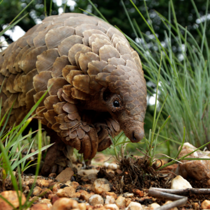 Jackie Chan Fights For Pangolins - WildAid