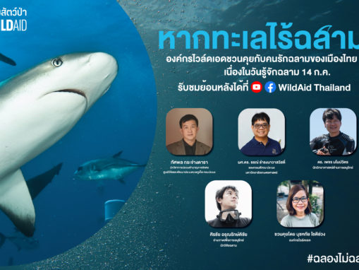 Thailand’s Shark Experts discuss urgent actions needed to protect sharks