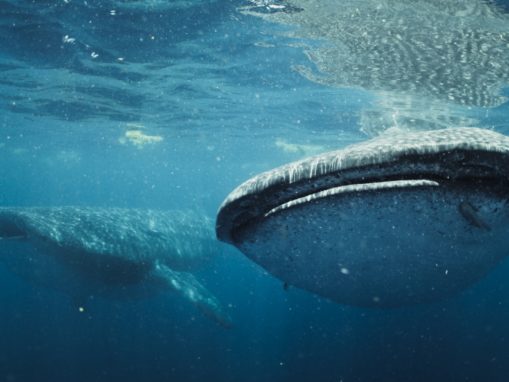 Help protect sharks!