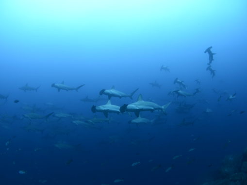 Expansion of the Galapagos Marine Reserve and Protection of an Ocean Highway for Marine Wildlife