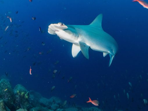 Historic Decree Creates a New Marine Reserve – ‘Reserva Marina de Hermandad’– near the Galapagos Islands to Protect a Massive ‘Swimway’ for Threatened Ocean Wildlife
